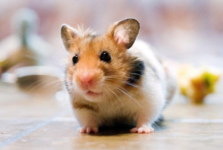 hampster-por