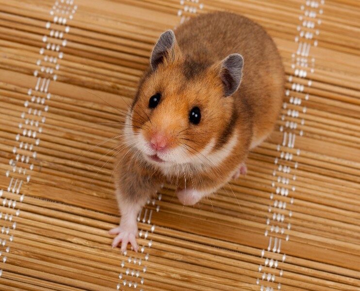 hamster-sirio