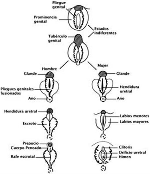 hermafrodita-humano-biologia