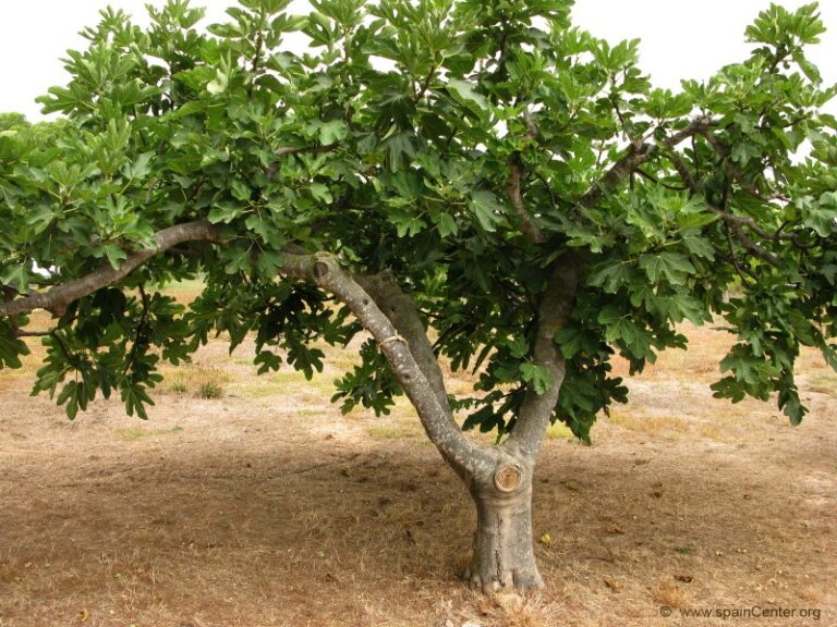 higuera-planta