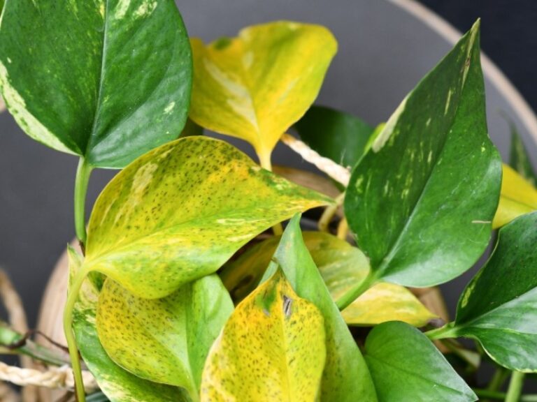 hojas-amarillas-en-plantas