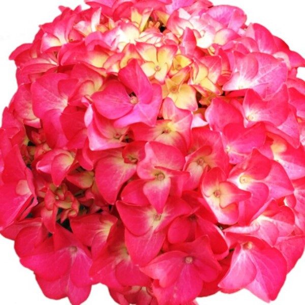 hortensias-rojas