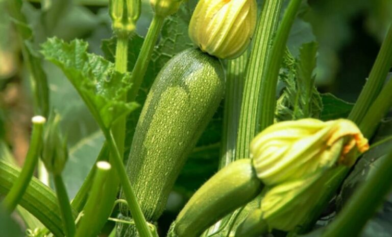 huerto-de-calabazas