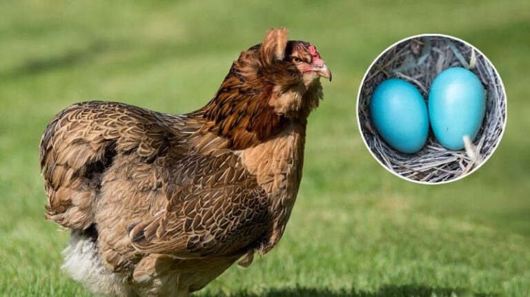 huevos-azules-de-que-animal-son