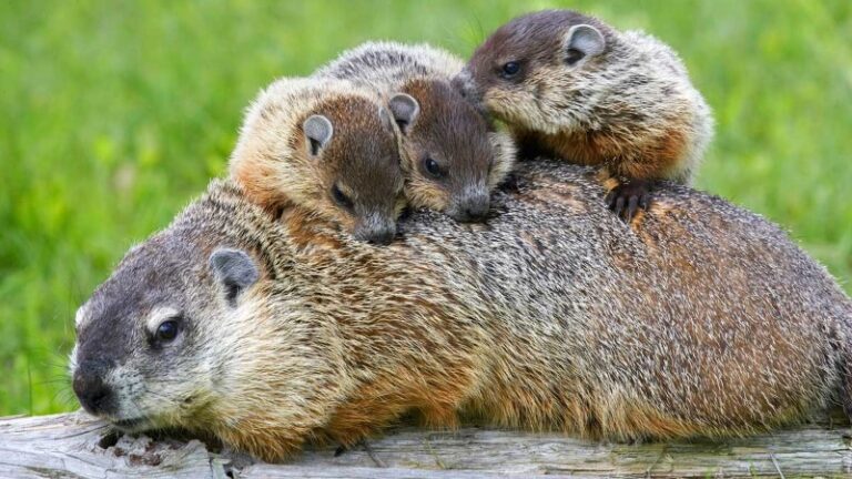 imagenes-de-una-marmota
