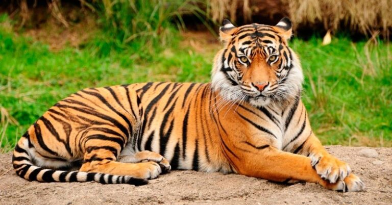 imagenes-tigres