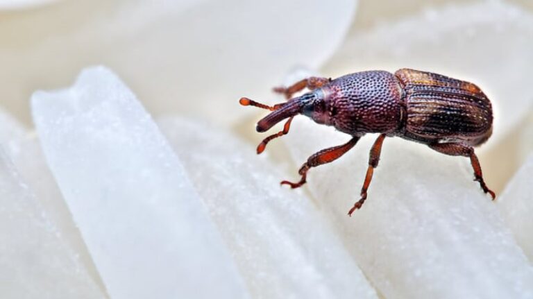 insectos-muy-pequenos-en-casa