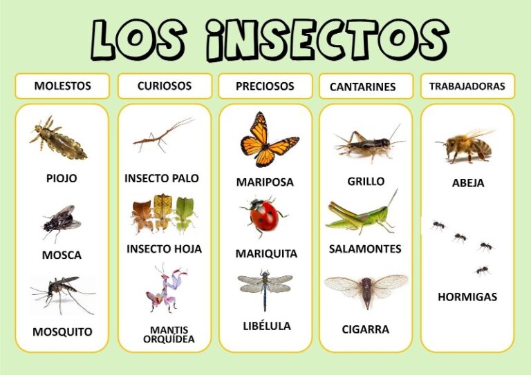 insectos-nombres