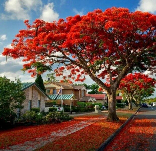 jacaranda-roja