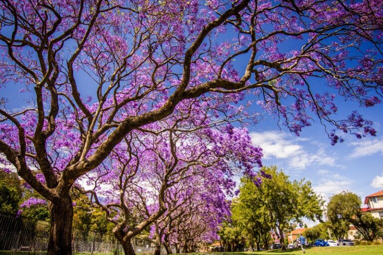 jacarandas-arbol