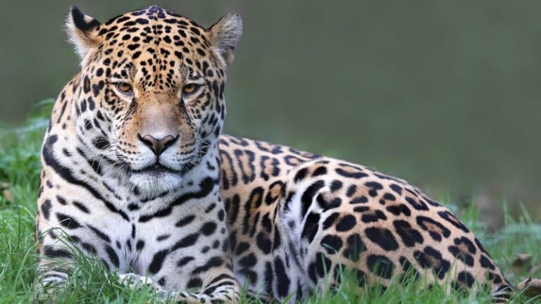 jaguares-y-leopardos