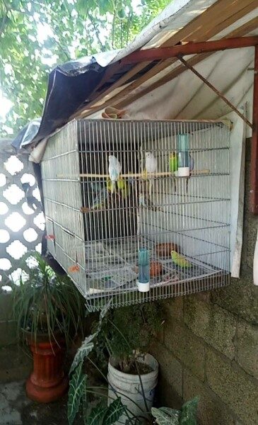 jaula-para-pajaros
