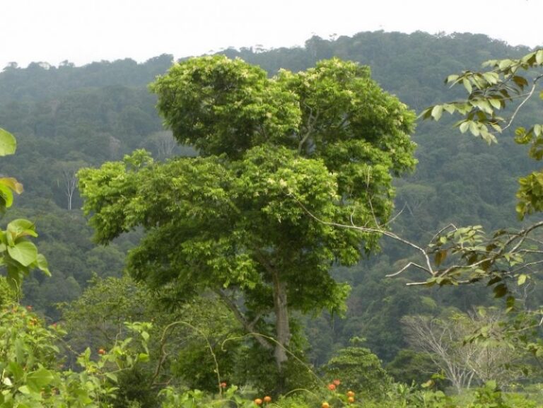 jobo-fruta-arbol