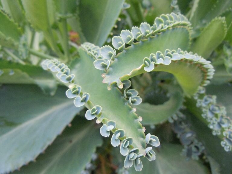 kalanchoe-como-consumirla