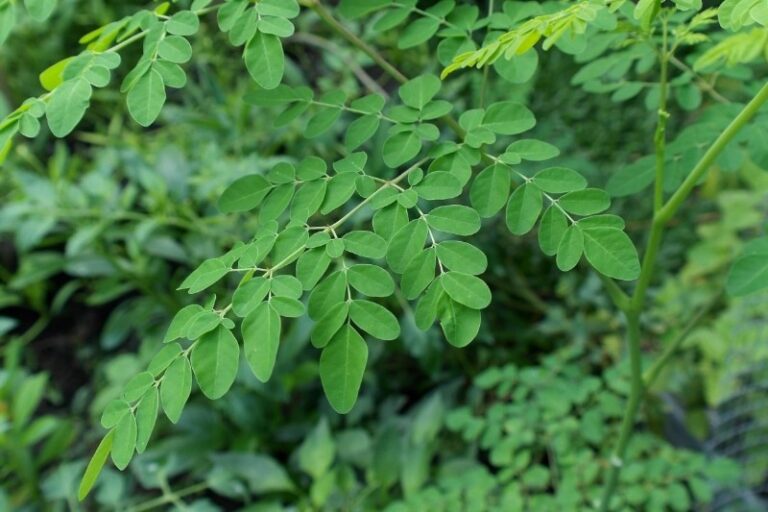 la-moringa-afecta-los-rinones