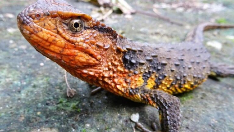 lagarto-cocodrilo