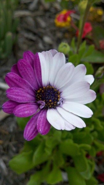 las-flores-mas-hermosas-del-mundo