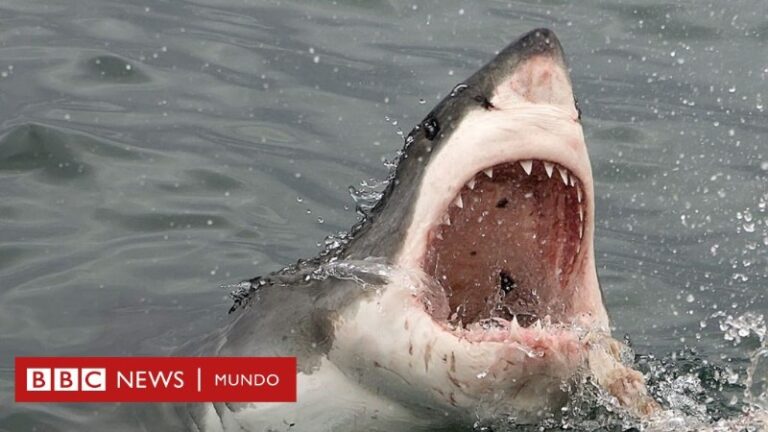 las-orcas-comen-humanos
