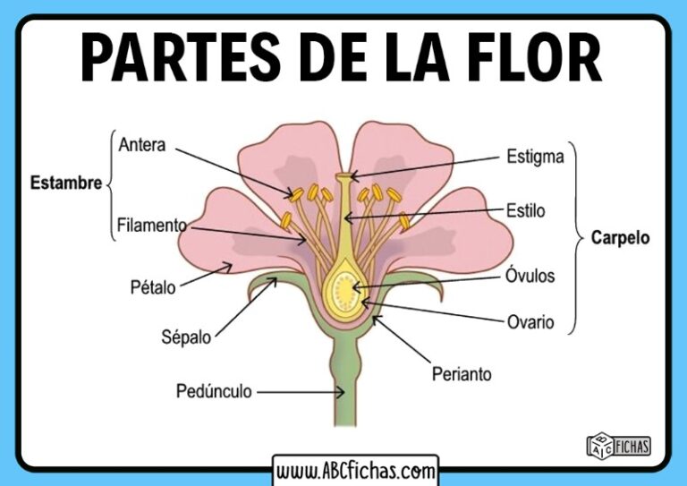 las-partes-de-una-flor