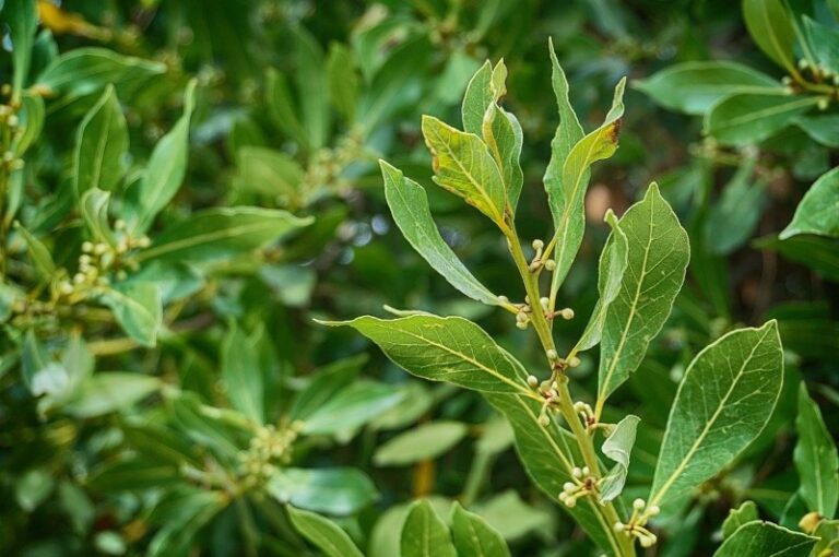 laurel-peligros