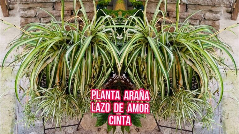 lazo-de-amor-plant