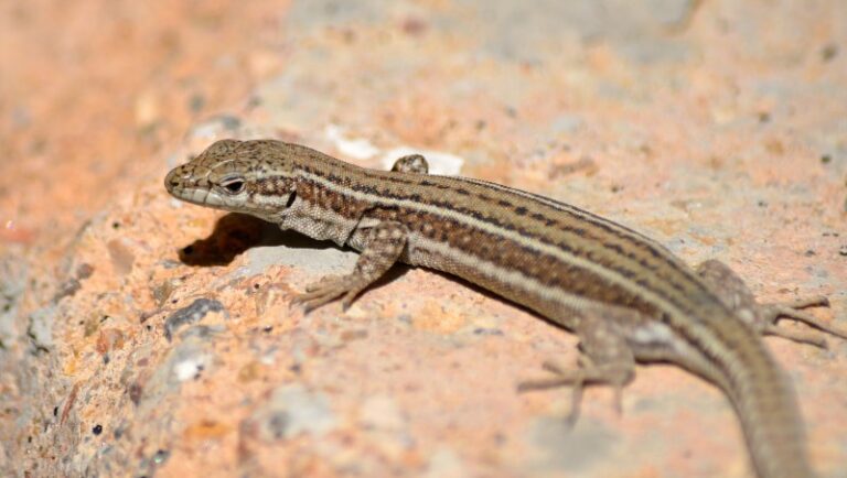legartijos