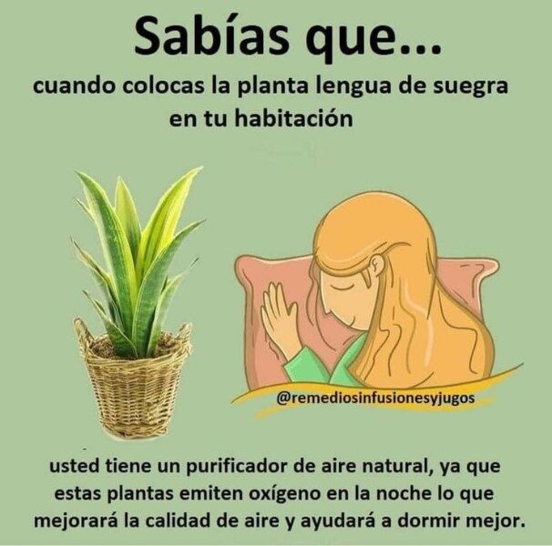 lengua-de-suegra-beneficios-para-los-rinones