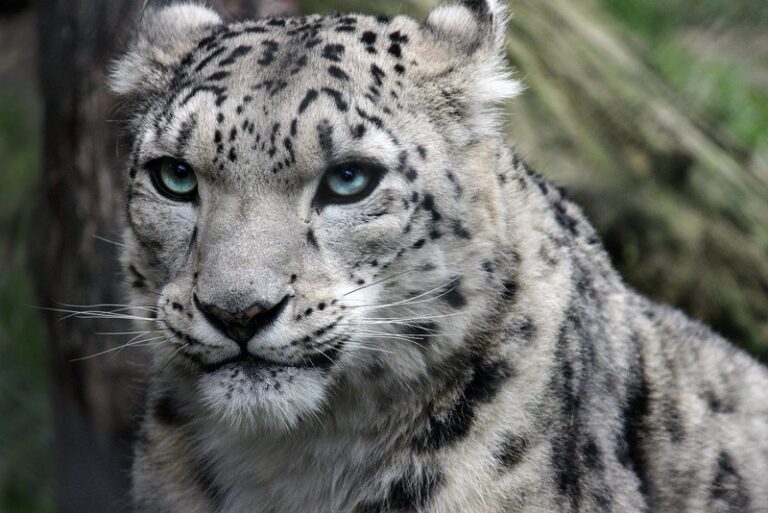 leopardo-de-las-nieves.