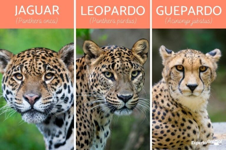 leopardo-jaguar-diferencias