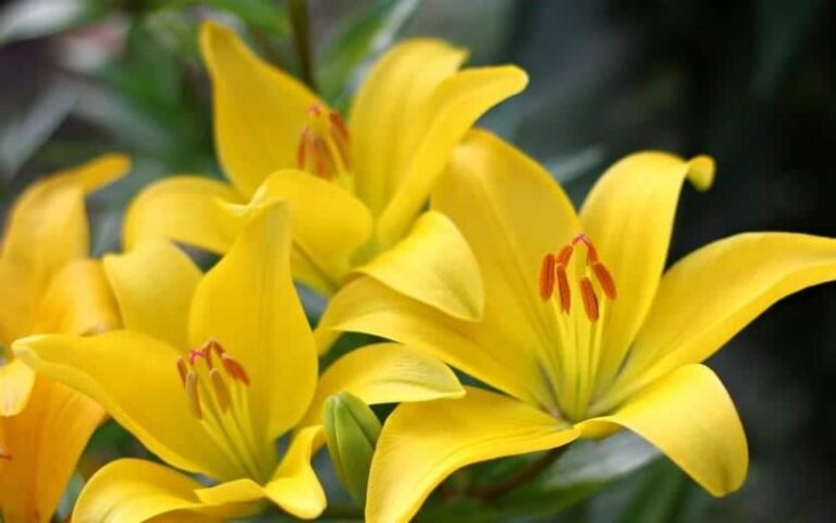 lirio-amarillo