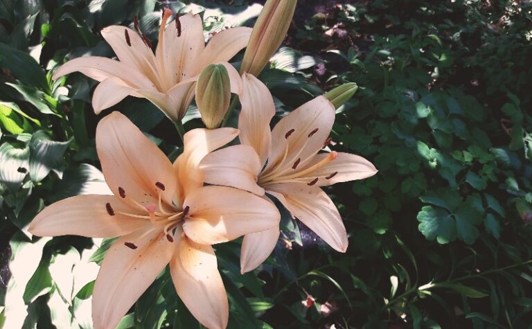 lirio-planta