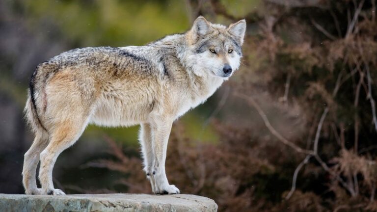 lobo-gris