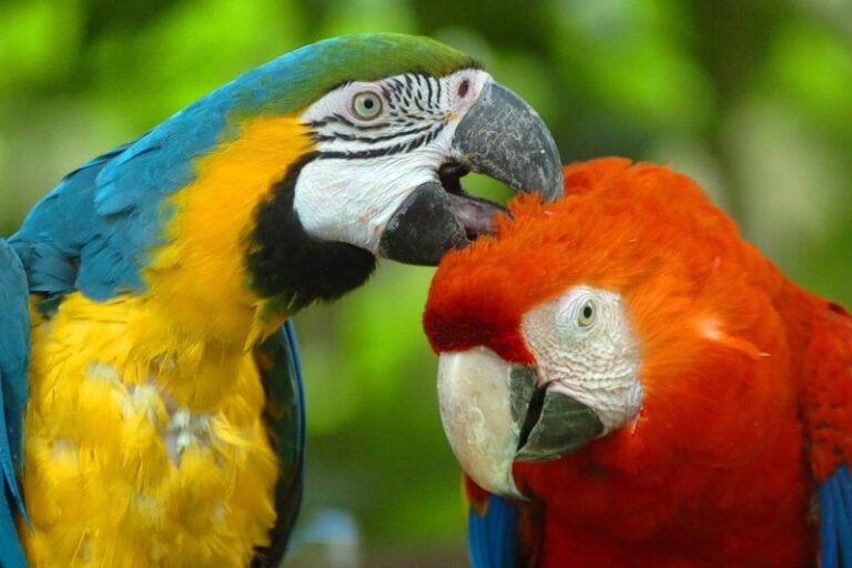 loros-q-hablan
