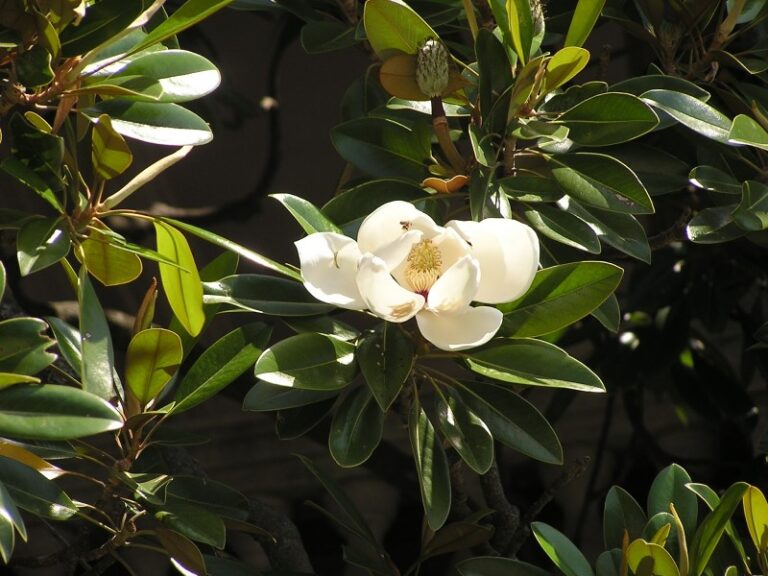 magnolia-arbol