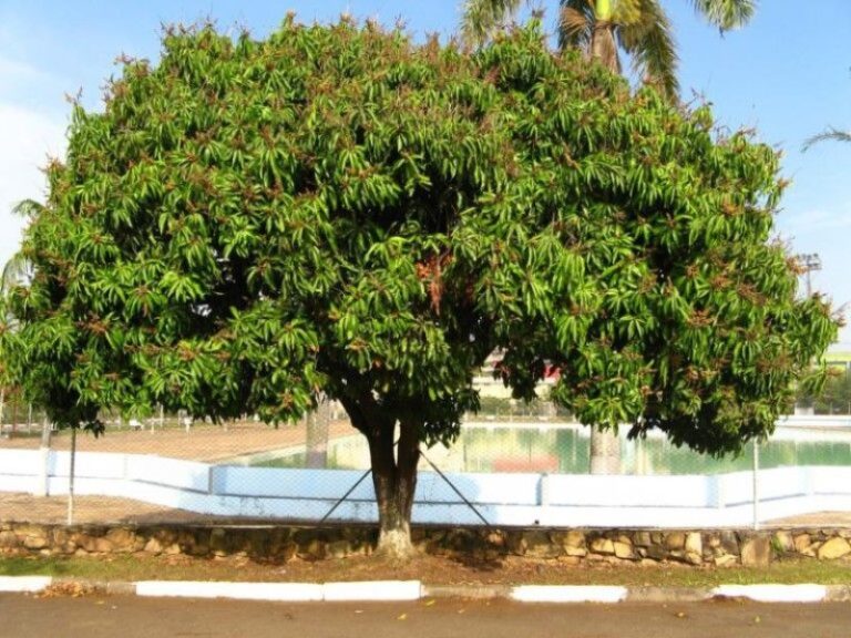 mango-arbol