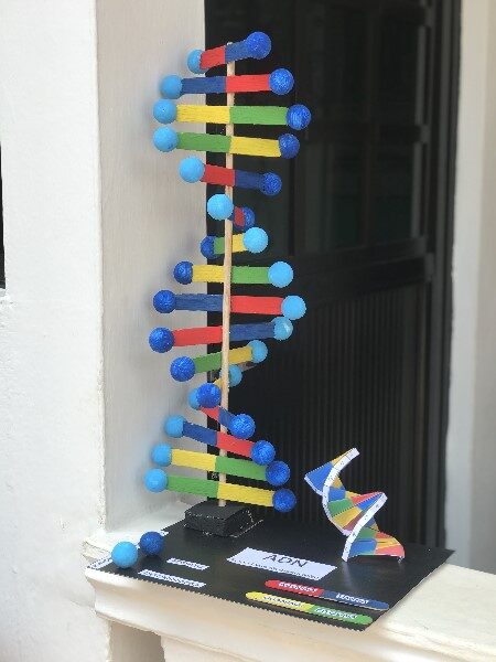 maqueta-del-adn
