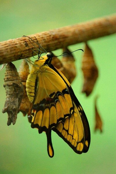 mariposa-amarilla-y-negra