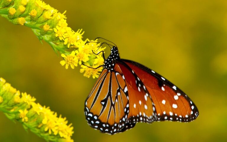 mariposas-hermosas