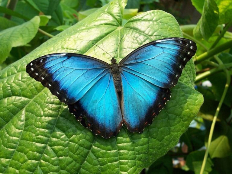 mariposas-reales
