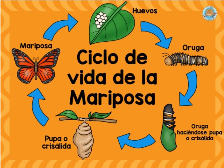 mariposas-y-su-ciclo-de-vida