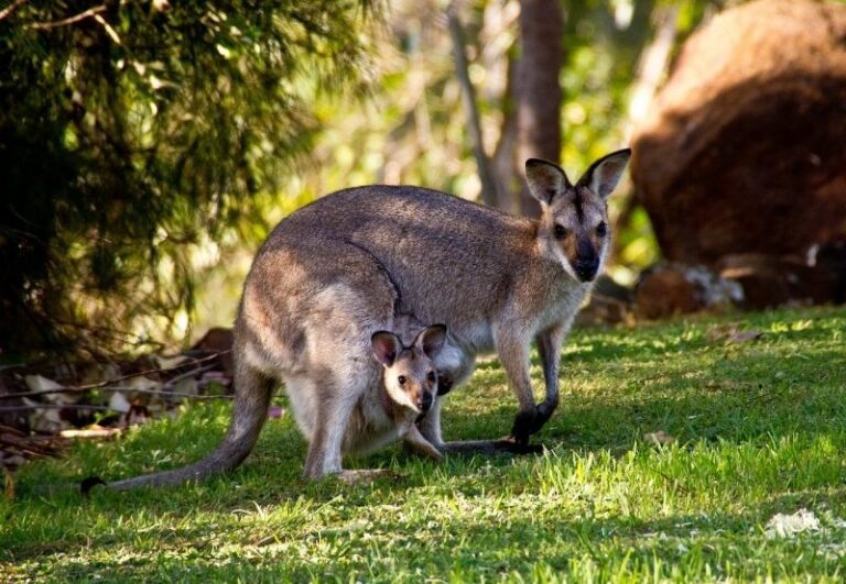 marsupiales
