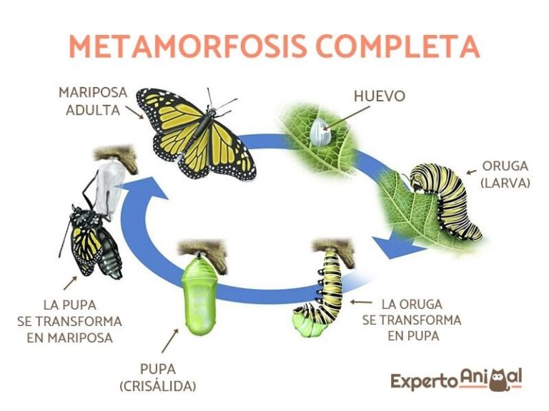 metamorfosis-dela-mariposa