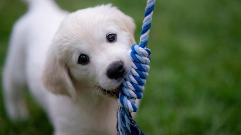 mi-cachorro-muerde-mucho-y-no-hace-caso