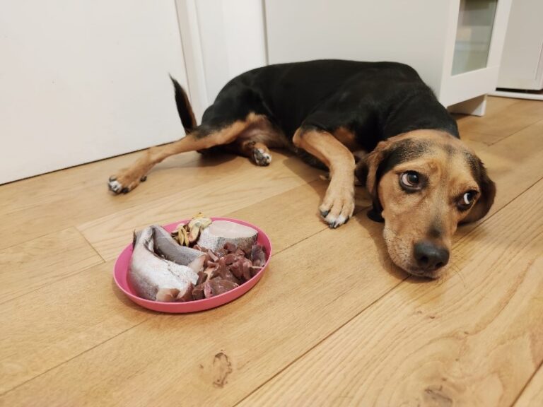 mi-perro-no-quiere-comer-y-esta-decaido