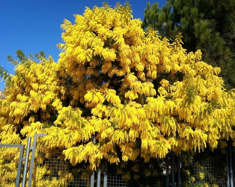 mimosa-arbol