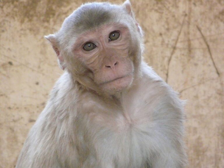 monos-blancos-animal
