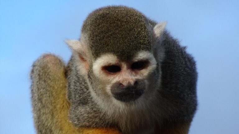 monos-de-mascota