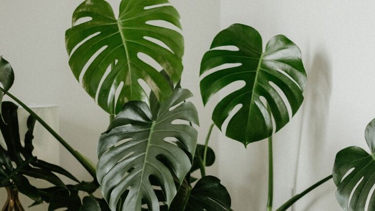 monstera-deliciosa-planta