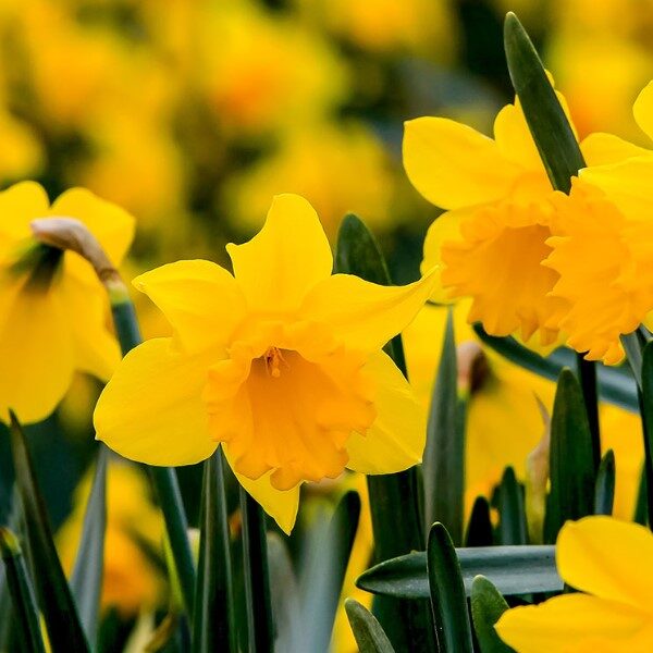 narciso-planta