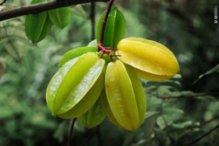 nombre-frutas-raras